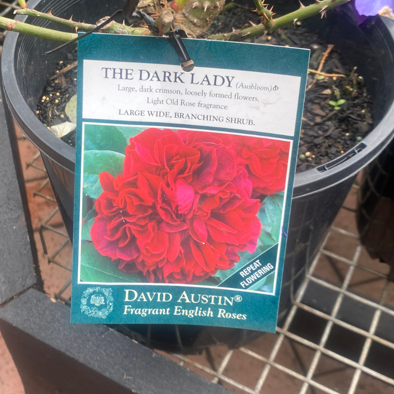 The Dark Lady Bush Rose