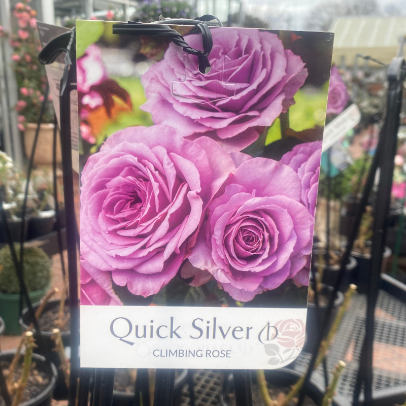 Quicksilver Climbing Rose 20cm