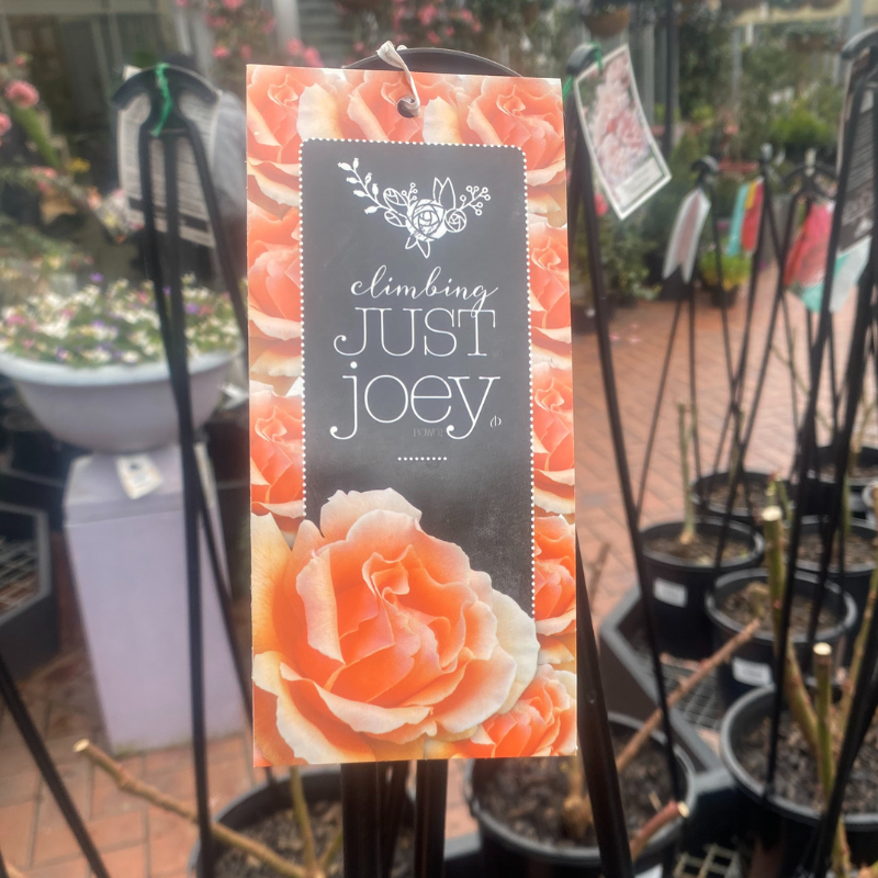 Just Joey Climbing Rose