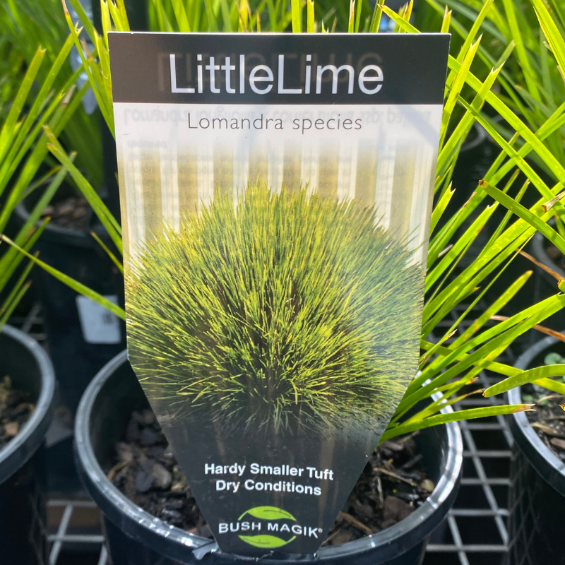Lomandra Little Lime