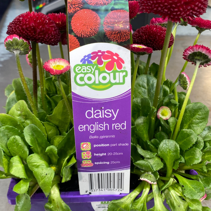 English Daisy Red Easy Colour