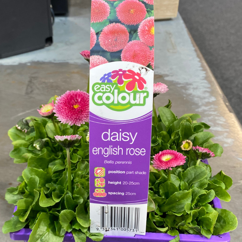 English Daisy Rose Easy Colour