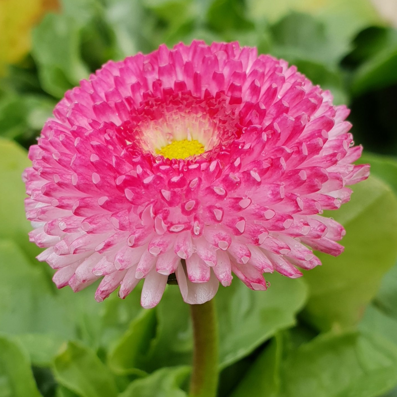 English Daisy Rose Easy Colour