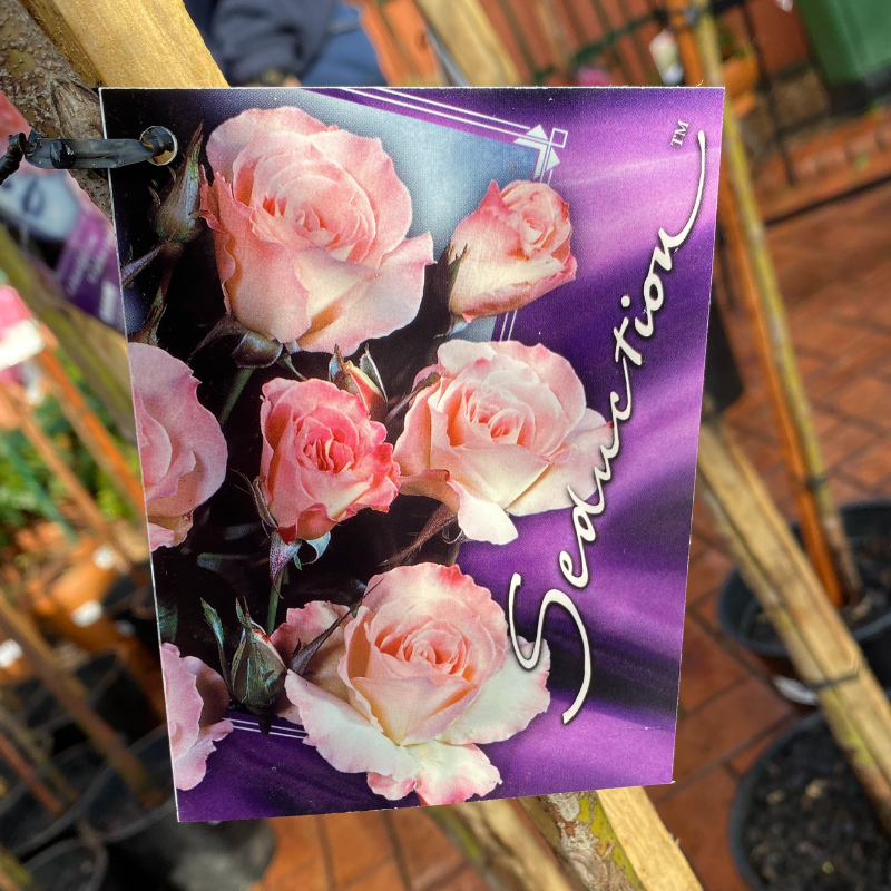 Seduction Standard Rose