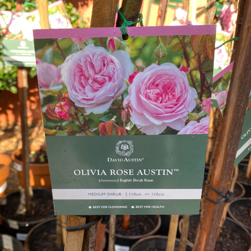 Olivia Rose Austin Std Rose