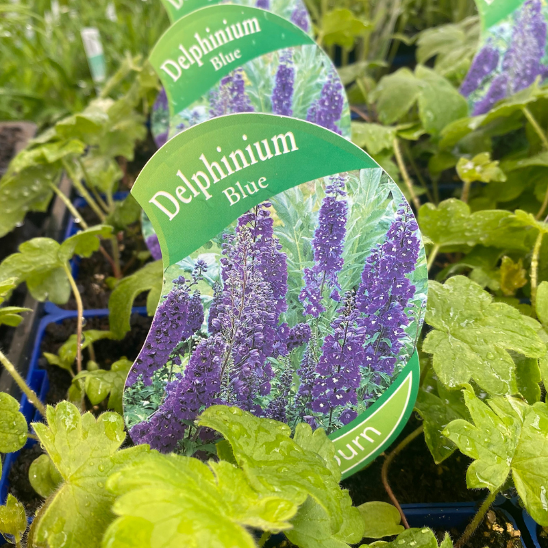Delphinium Dark Blue punnet