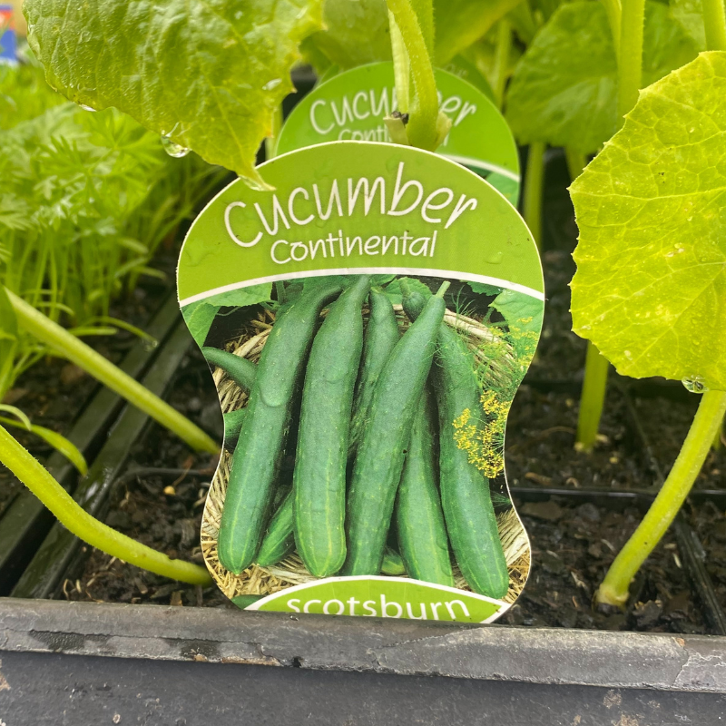 Cucumber Continental punnet