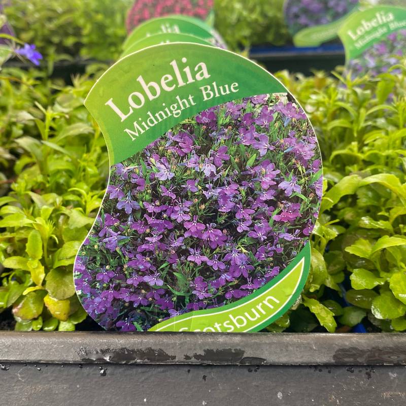 Lobelia Midnight Blue punnet