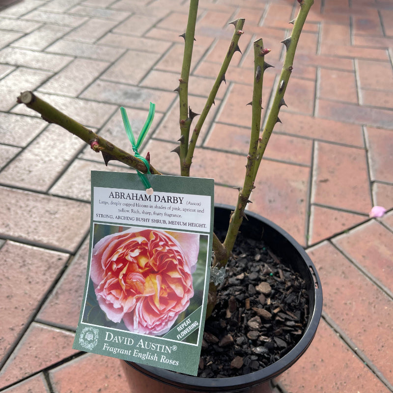 Abraham Darby Bush Rose