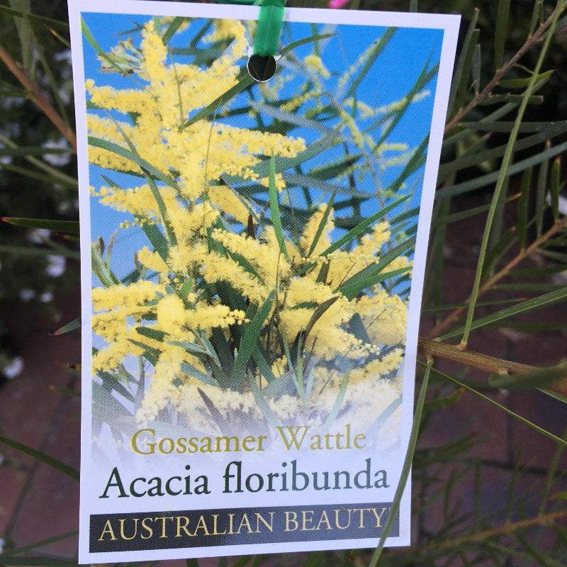 Acacia floribunda