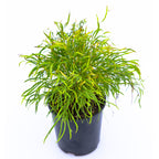 Acacia cognata Fettuccini