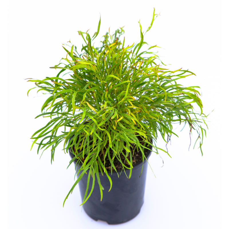 Acacia cognata Fettuccini