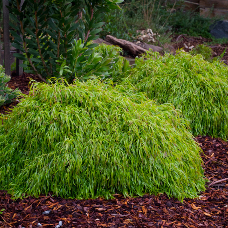 Acacia cognata Fettuccini
