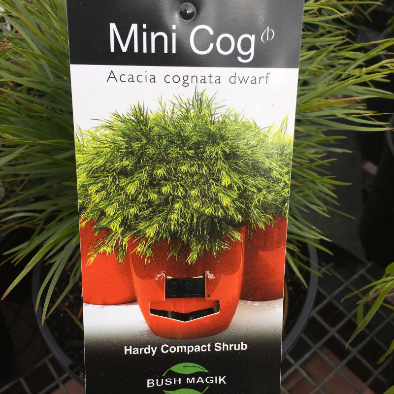 Acacia cognata Mini Cog