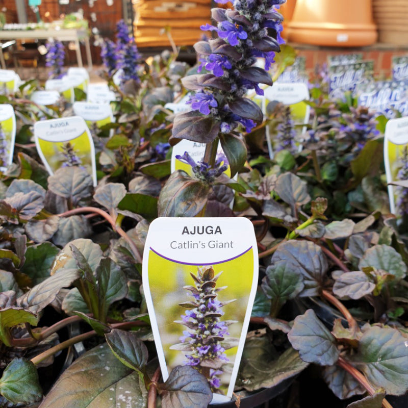 Ajuga Caitlin's Giant