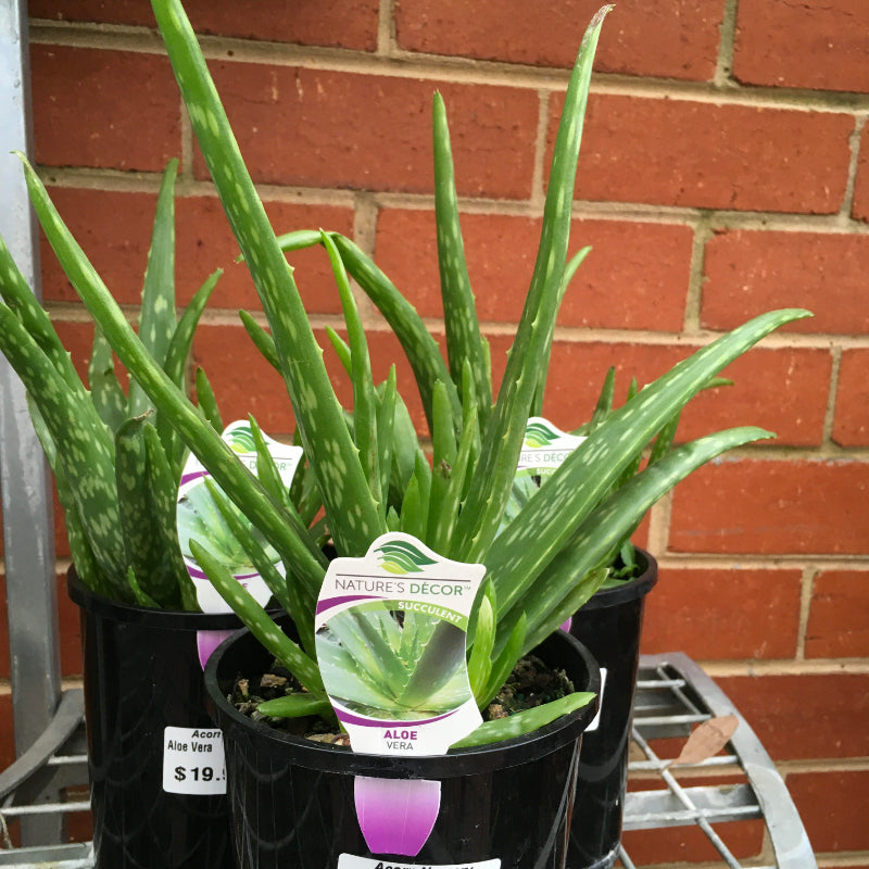 Aloe Vera
