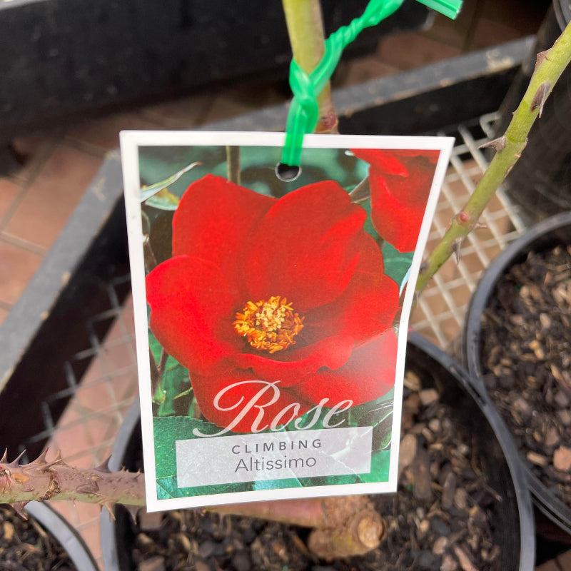 Altissimo Climbing Rose