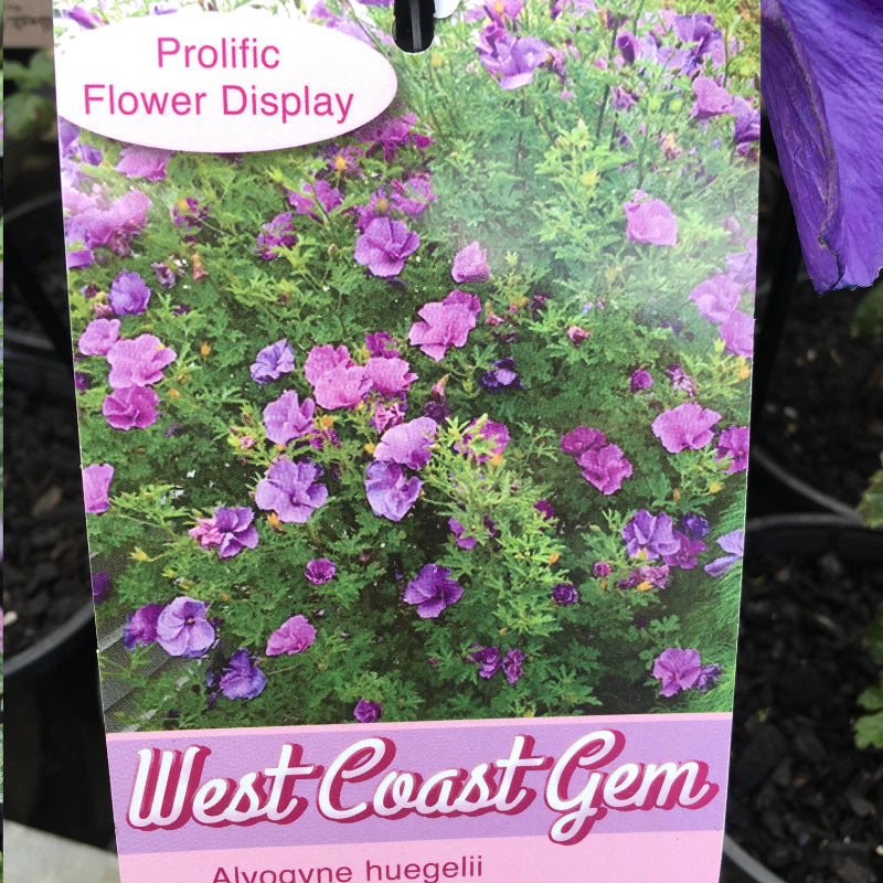 Alyogyne West Coast Gem