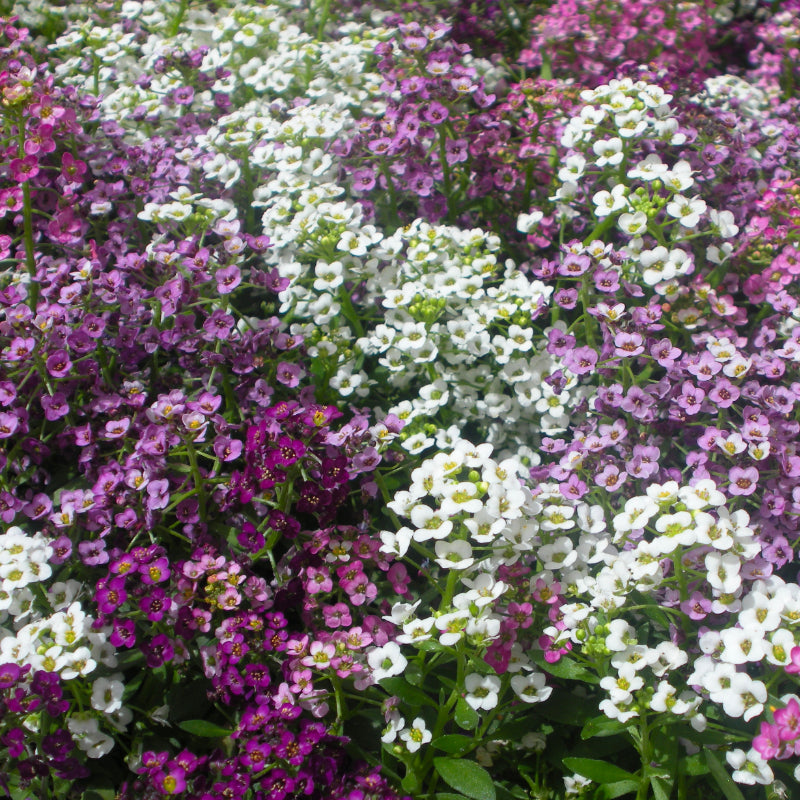 Alyssum Coral Mix Easy Colour