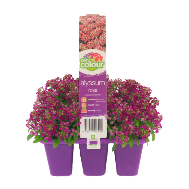 Alyssum Rose Easy Colour