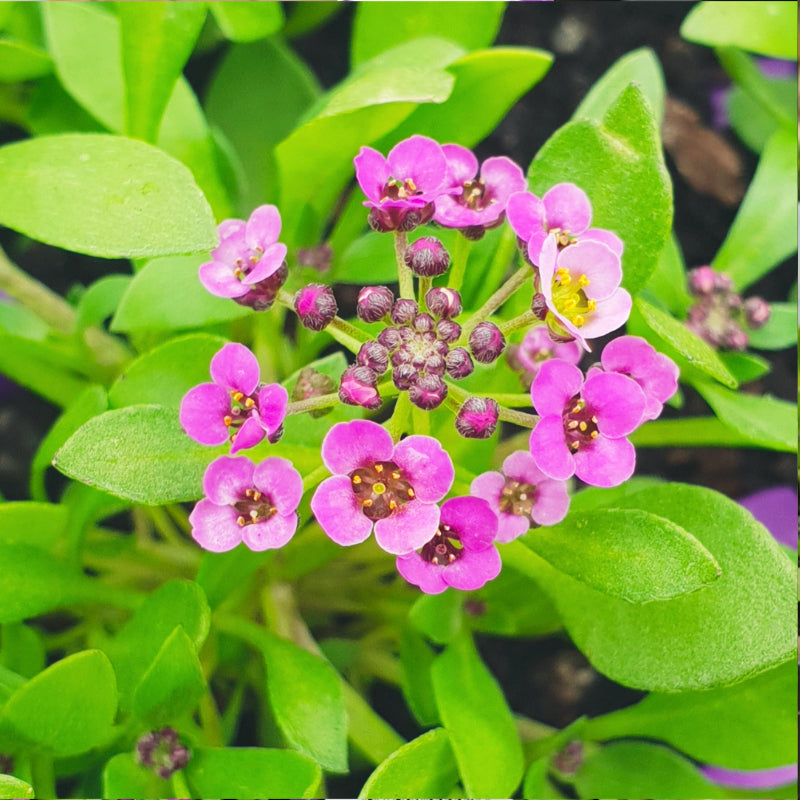 Alyssum Violet Easy Colour