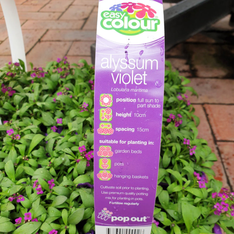 Alyssum Violet Easy Colour