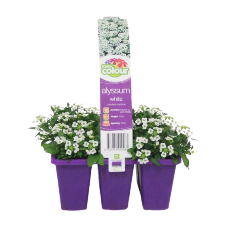 Alyssum White Easy Colour