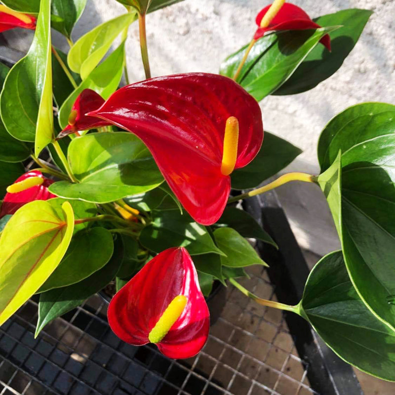Anthurium