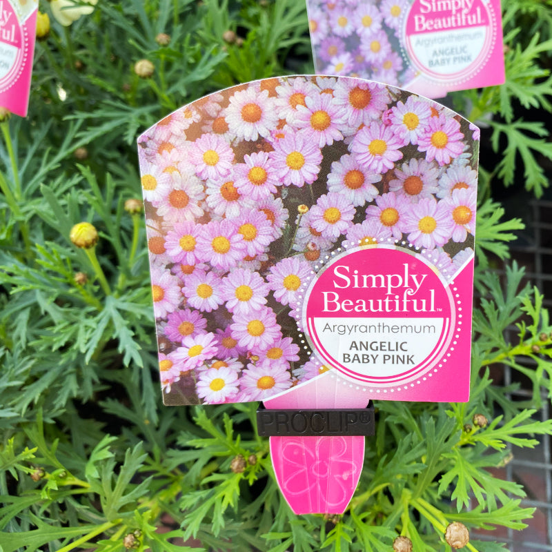 Argyranthemum Angelic Baby Pink