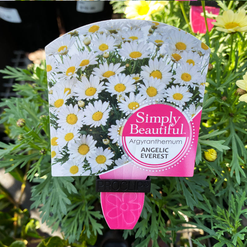Argyranthemum Angelic Everest