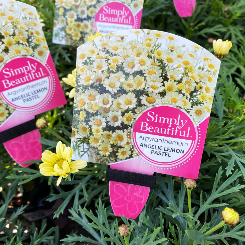 Argyranthemum Angelic Lemon Pastel