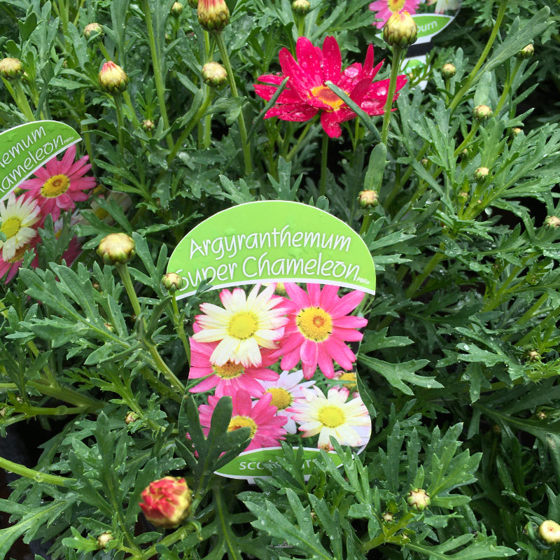 Argyranthemum Super Chameleon