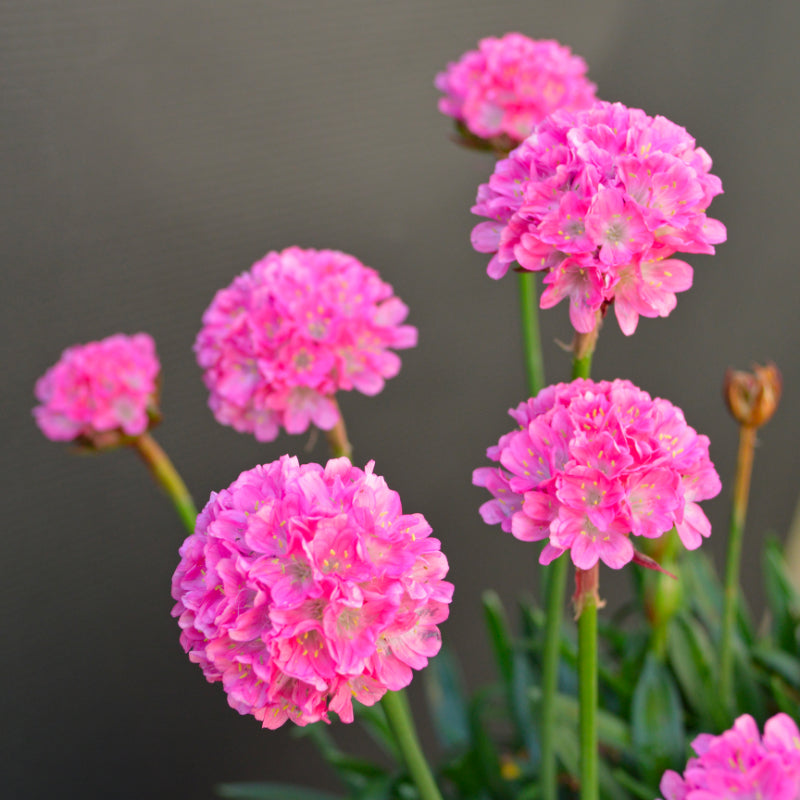 Armeria Dreameria Daydream