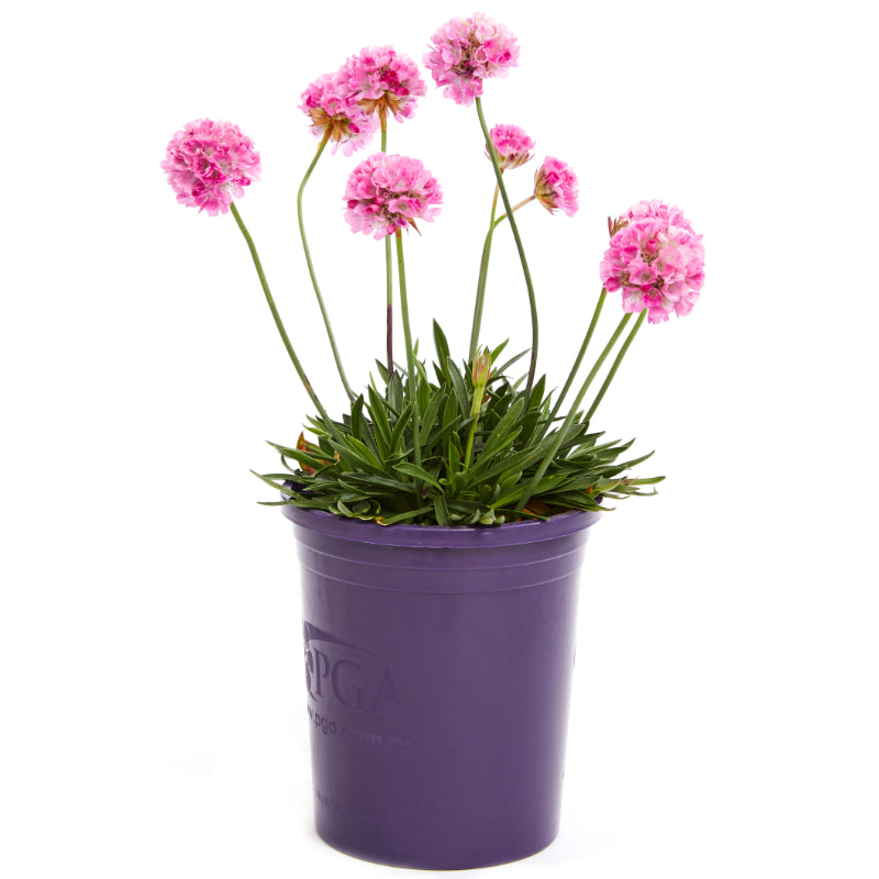 Armeria Dreameria Daydream