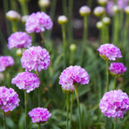 Armeria Dreameria Sweet Dreams