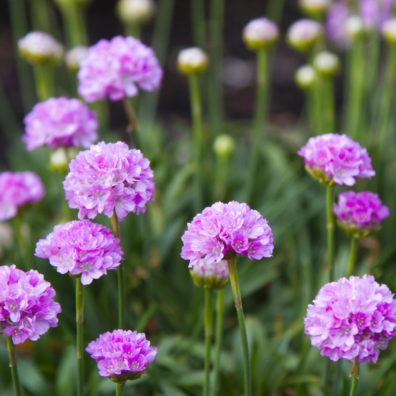 Armeria Dreameria Sweet Dreams