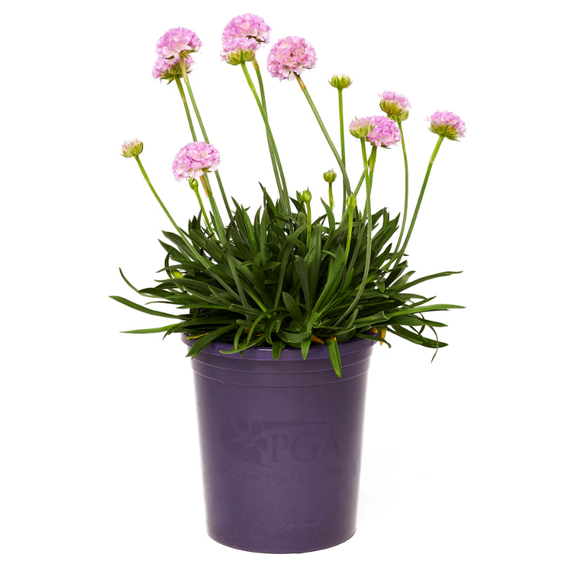 Armeria Dreameria Sweet Dreams