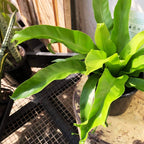 Birds Nest Fern