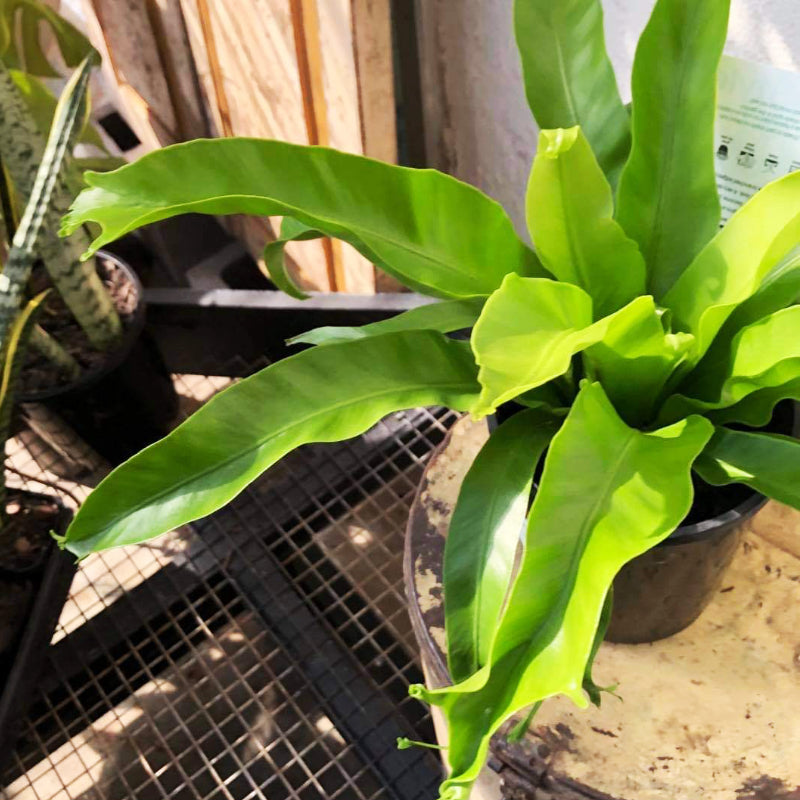 Birds Nest Fern