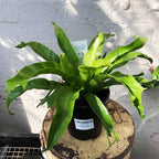 Birds Nest Fern