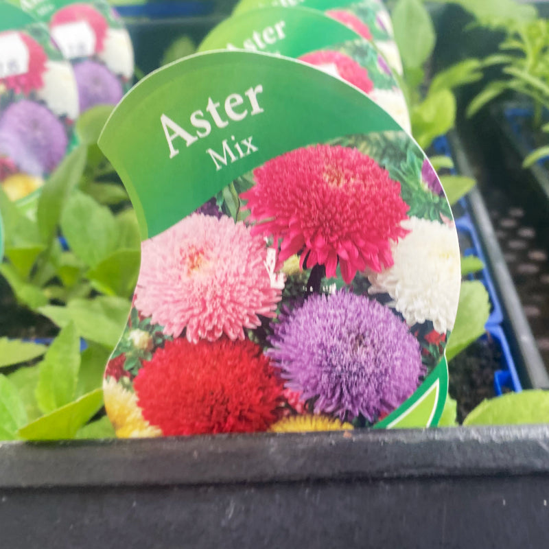 Aster Mix Punnet