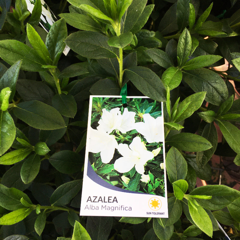 Azalea Alba Magnifica