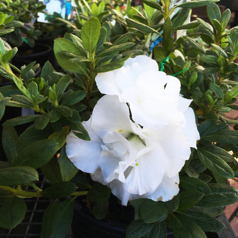 Azalea Aline