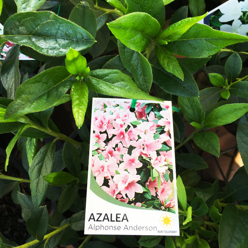 Azalea Alphonse Anderson