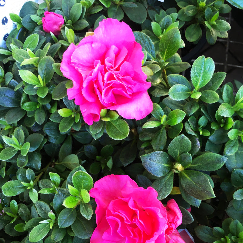 Azalea Charlie