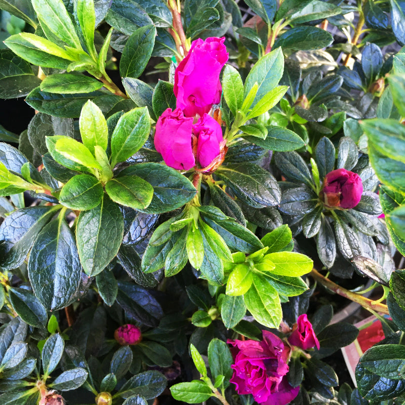 Azalea Flamingo
