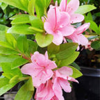 Azalea kurume Kirin