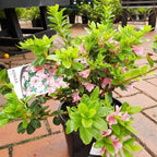 Azalea kurume Kirin