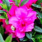 Azalea Madeline