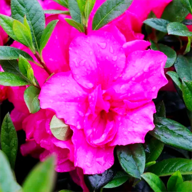 Azalea Madeline